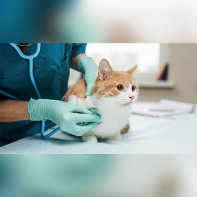 دامپزشکی الودامپزشک