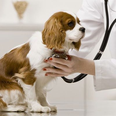 دامپزشکی آبادیس