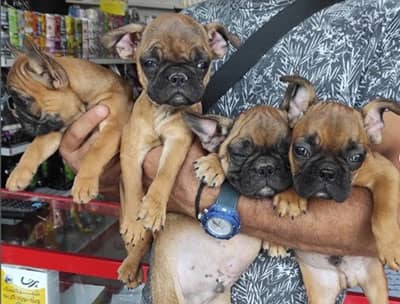 Dr. Jabari veterinary clinic