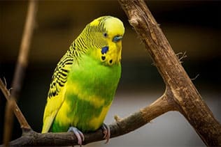 بیماری های خطرناک پرندگان