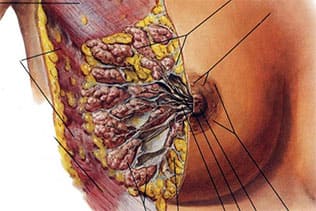 ساختار سینه زنان از چه چیزهایی تشکیل شده است؟